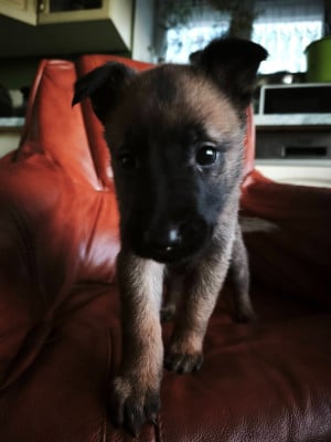 Les chiots de Berger Belge