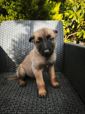 Les chiots de Berger Belge