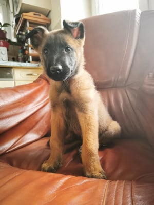 Les chiots de Berger Belge