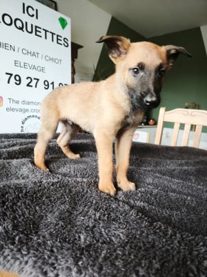 Les chiots de Berger Belge