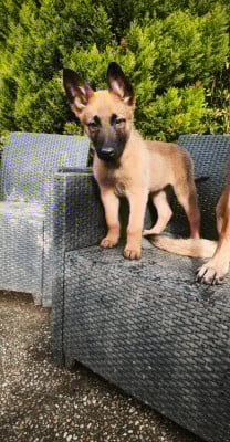 Les chiots de Berger Belge