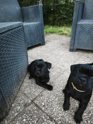 Les chiots de Staffordshire Bull Terrier