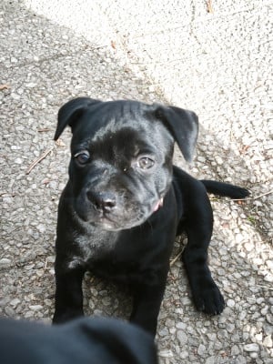 Les chiots de Staffordshire Bull Terrier