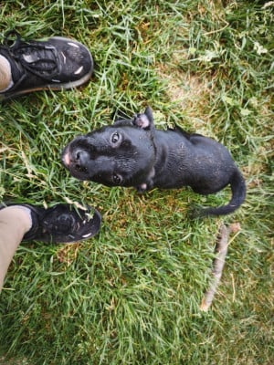 Les chiots de Staffordshire Bull Terrier