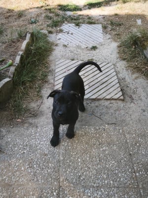 Les chiots de Staffordshire Bull Terrier