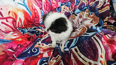 Les chiots de Epagneul Japonais