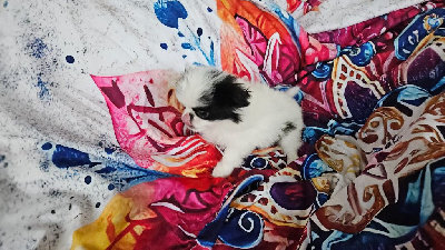 Les chiots de Epagneul Japonais