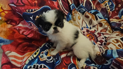 Les chiots de Epagneul Japonais