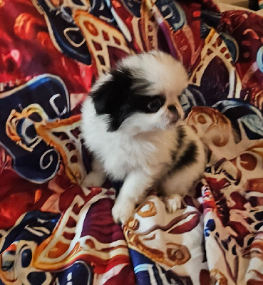 Les chiots de Epagneul Japonais