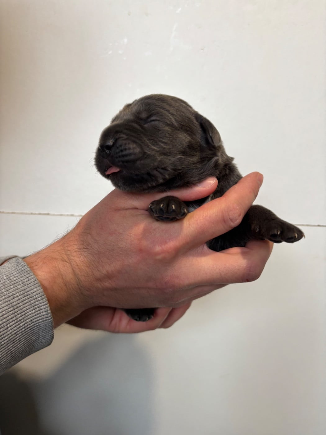 Femelle bleue - Collier saumon - Cane Corso