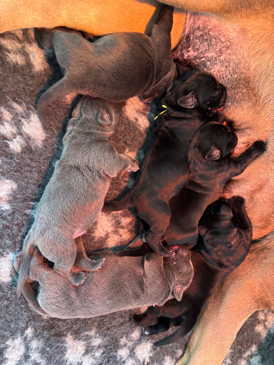 Cane Corso - Des Molosses De L'Olympe