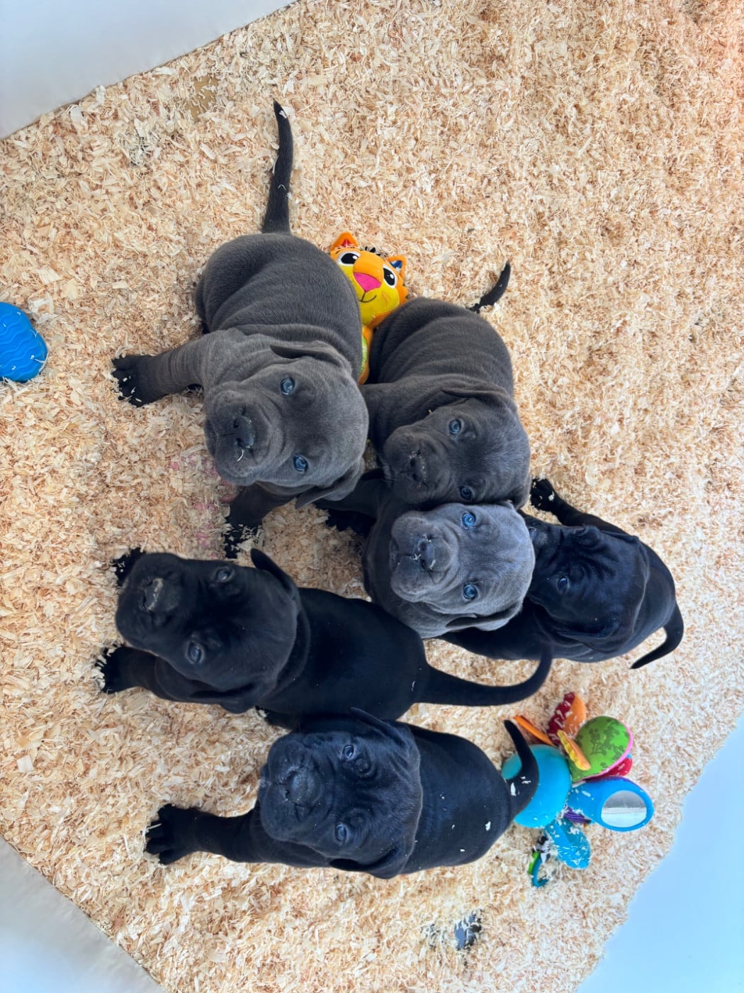 Cane Corso - Des Molosses De L'Olympe