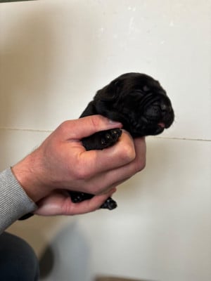 Les chiots de Cane Corso