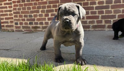 Les chiots de Cane Corso