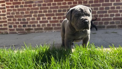 Les chiots de Cane Corso