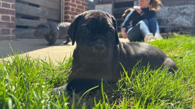 Les chiots de Cane Corso