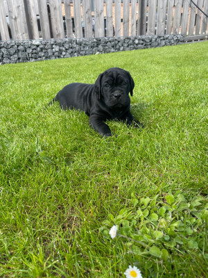 Les chiots de Cane Corso