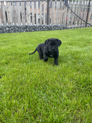Les chiots de Cane Corso