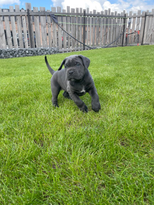 Les chiots de Cane Corso