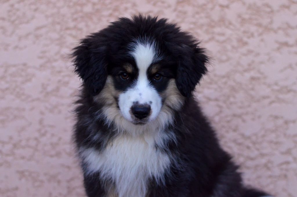 Ascendio Of Dragonstone Fire