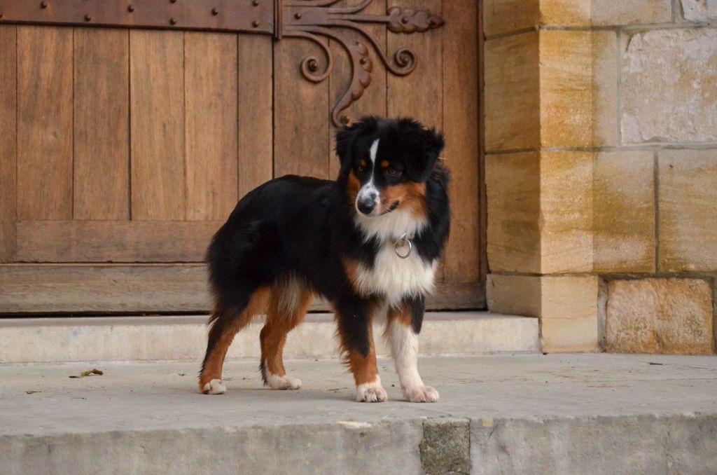 Avada kedavra Of Dragonstone Fire