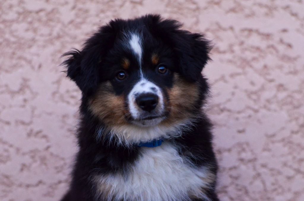 Avada kedavra Of Dragonstone Fire