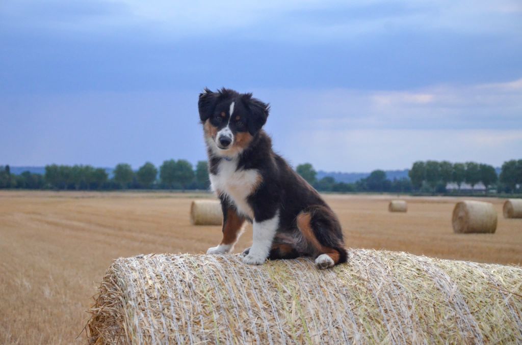 Avada kedavra Of Dragonstone Fire