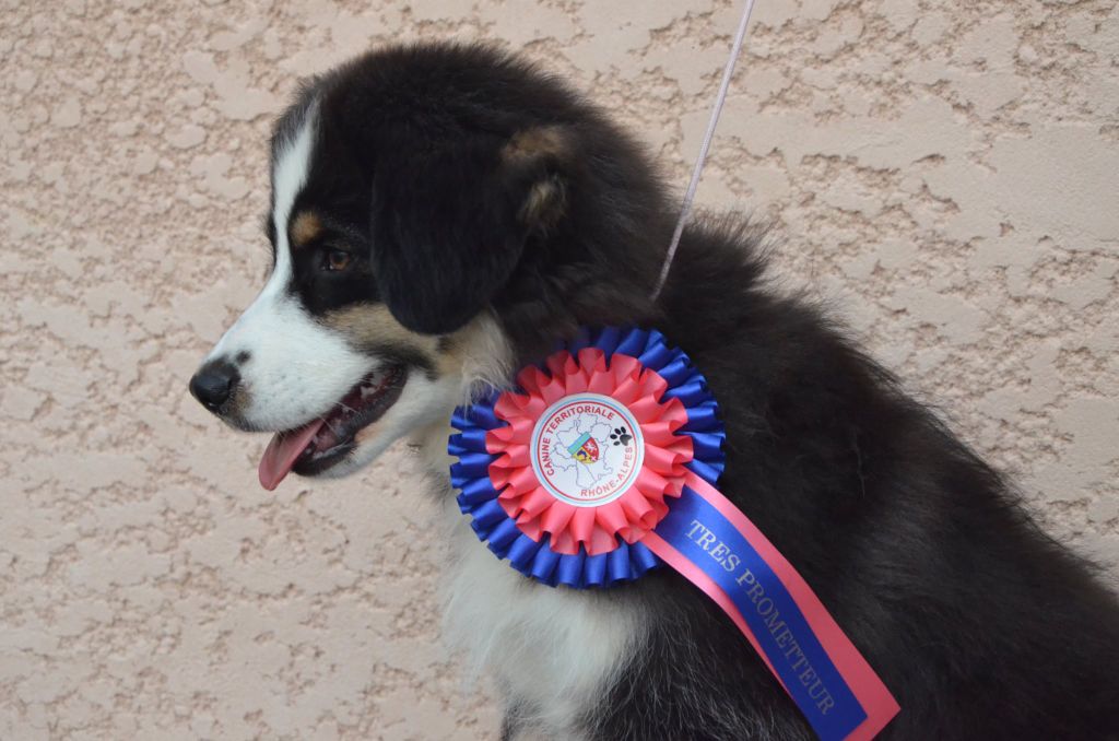 Ascendio Of Dragonstone Fire