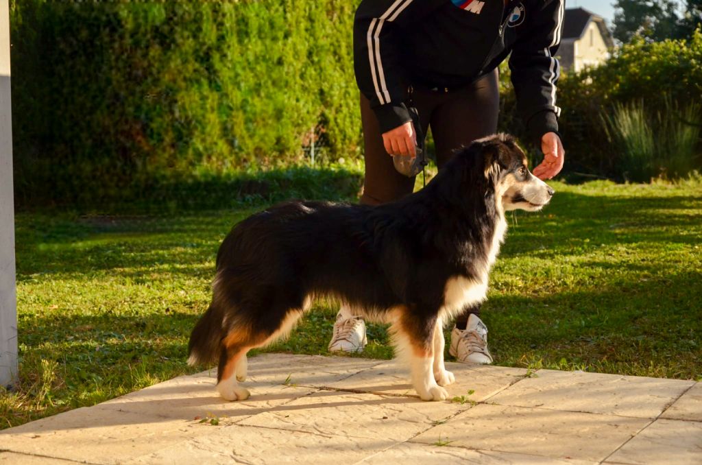 Ascendio Of Dragonstone Fire