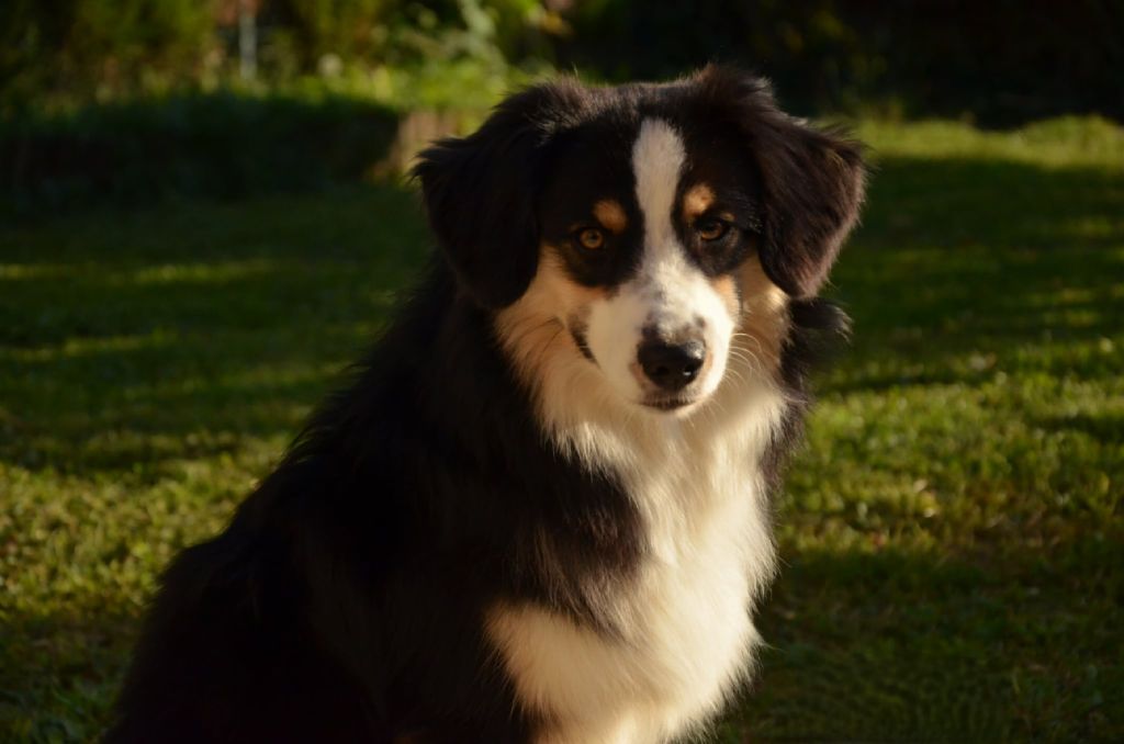 Ascendio Of Dragonstone Fire