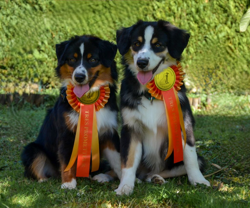 Ascendio Of Dragonstone Fire