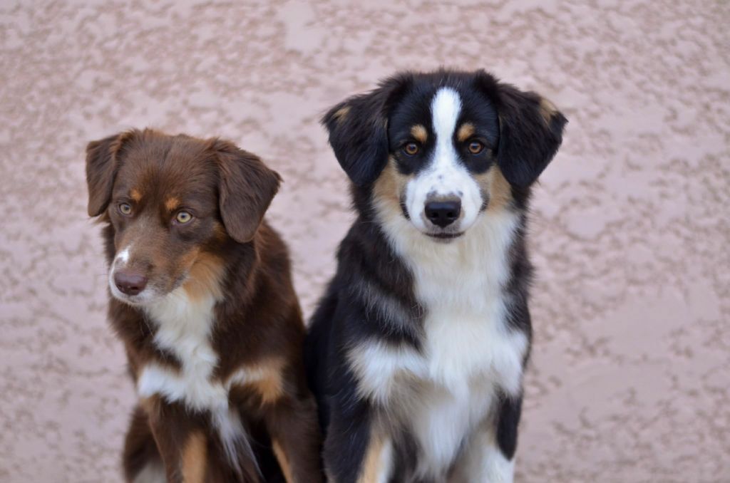 Ascendio Of Dragonstone Fire