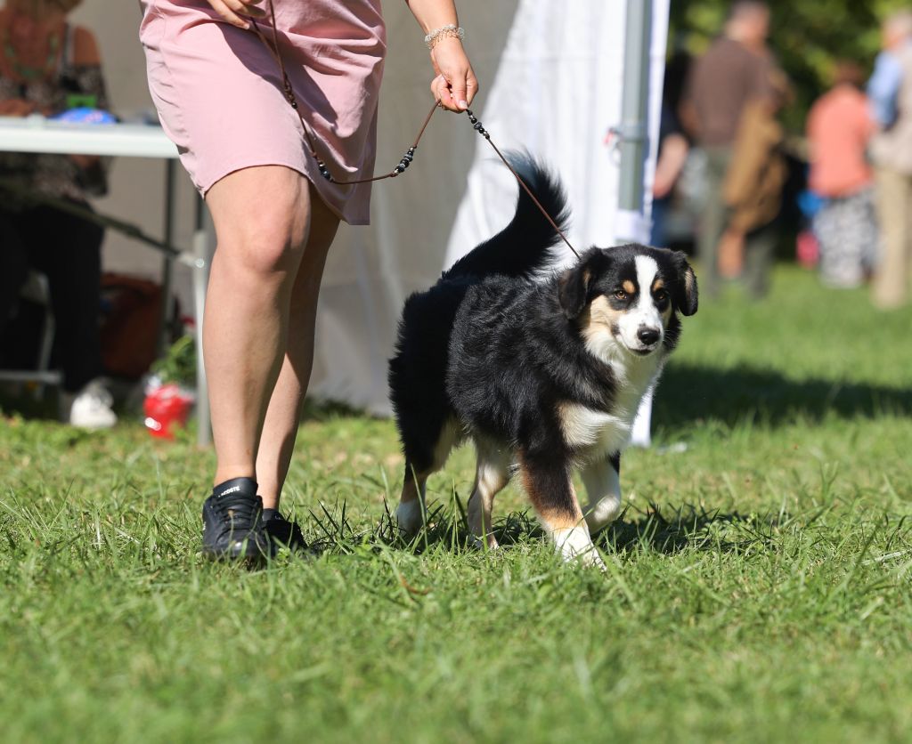 Ascendio Of Dragonstone Fire