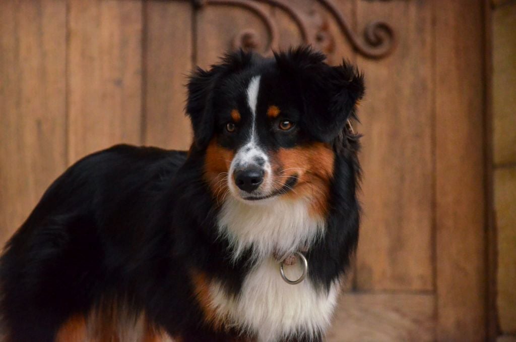 Avada kedavra Of Dragonstone Fire