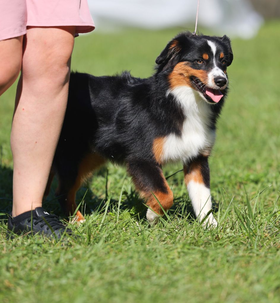 Avada kedavra Of Dragonstone Fire