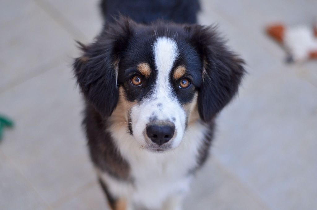 Ascendio Of Dragonstone Fire