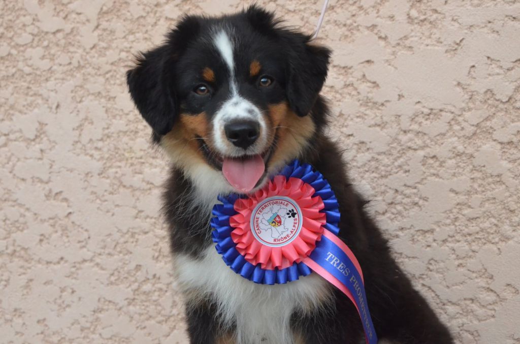 Avada kedavra Of Dragonstone Fire