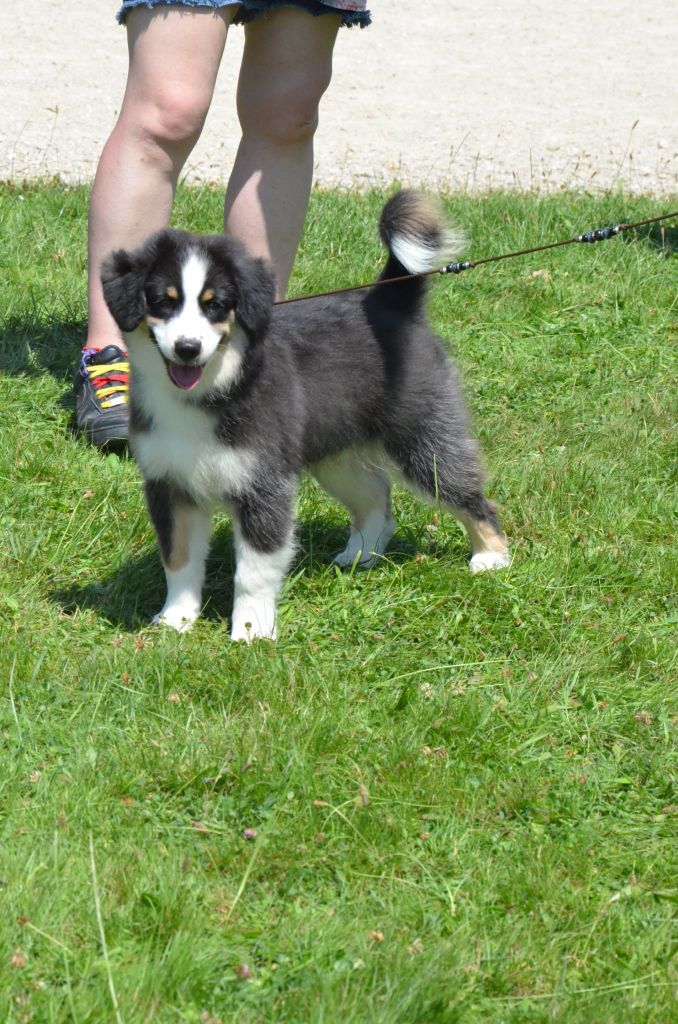 Ascendio Of Dragonstone Fire