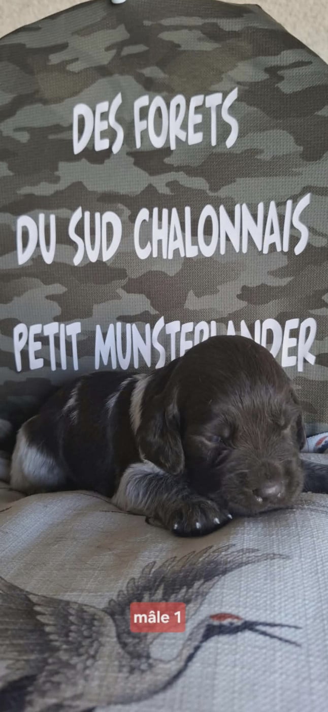 Chiot N°1 - Petit Epagneul de Münster