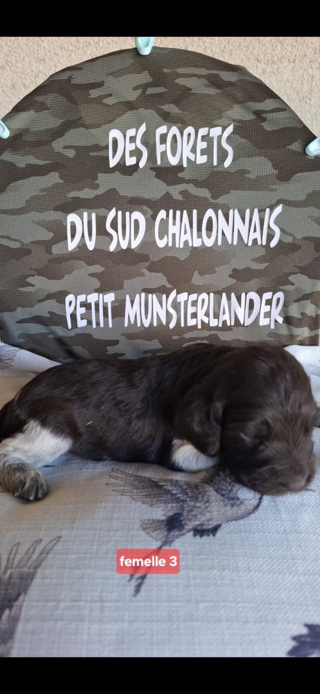Chiot N°6 - Petit Epagneul de Münster