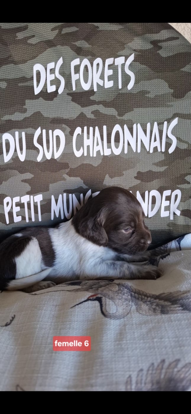 Chiot N°9 - Petit Epagneul de Münster