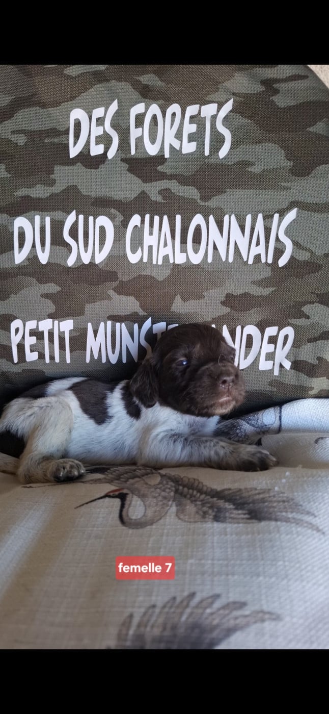 Chiot N°10 - Petit Epagneul de Münster