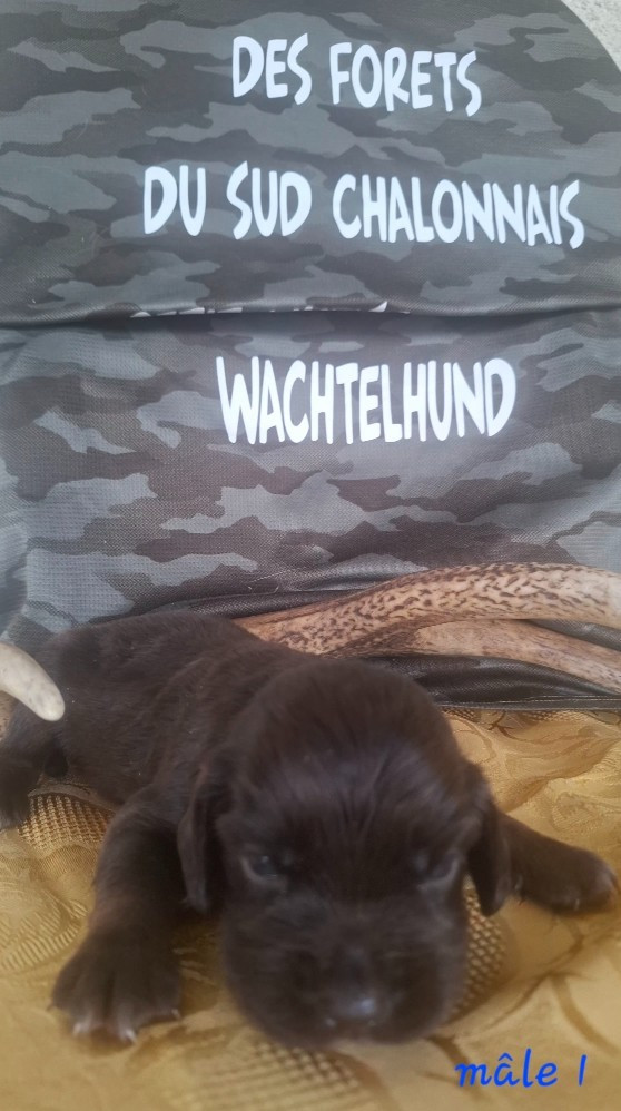 Chiot N°1