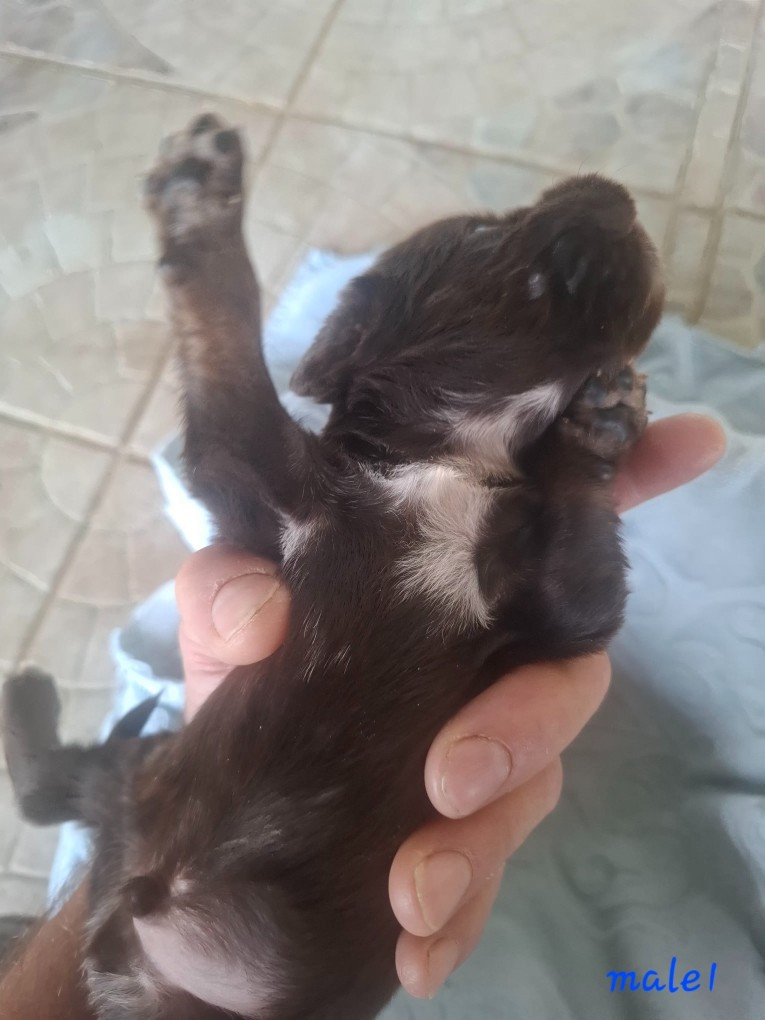 Chiot N°1