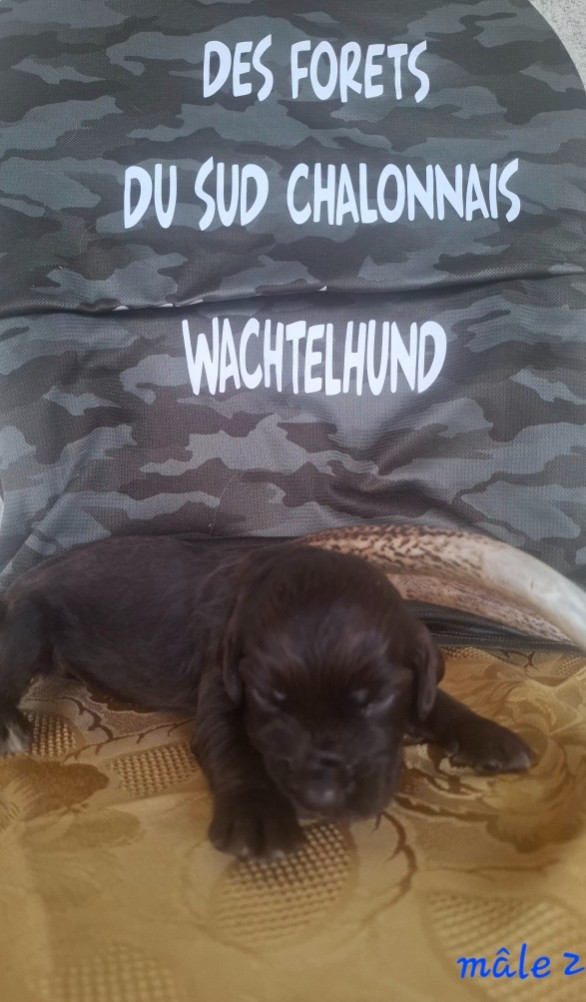 Chiot N°2