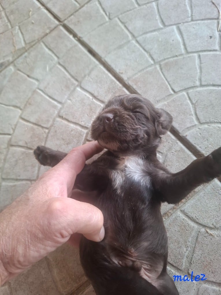 Chiot N°2