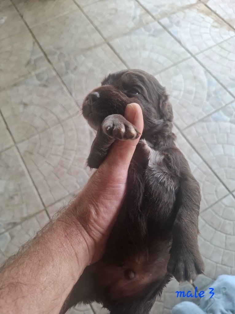 Chiot N°3