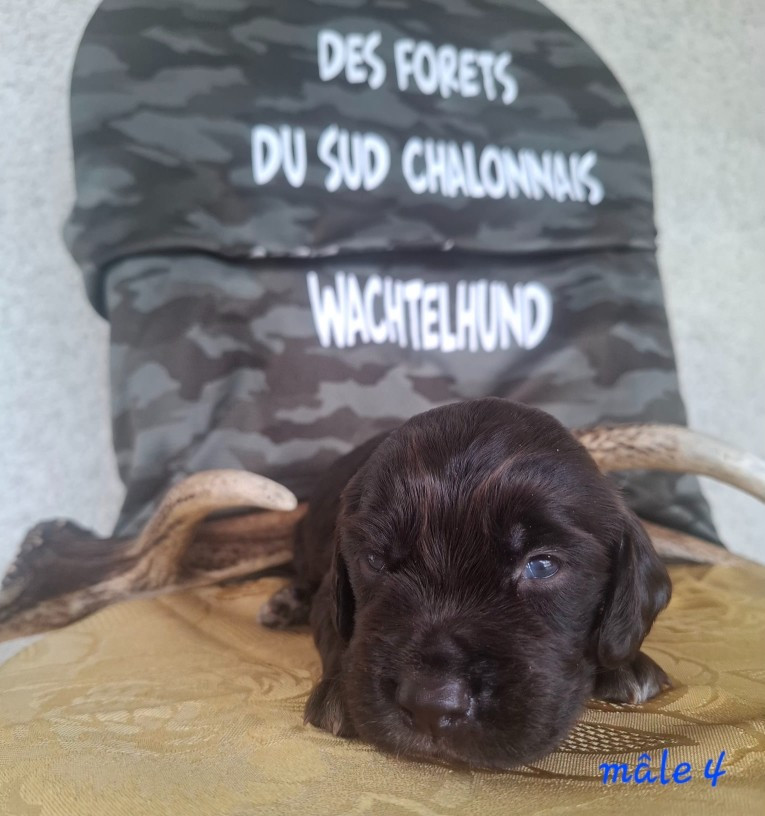 Chiot N°4