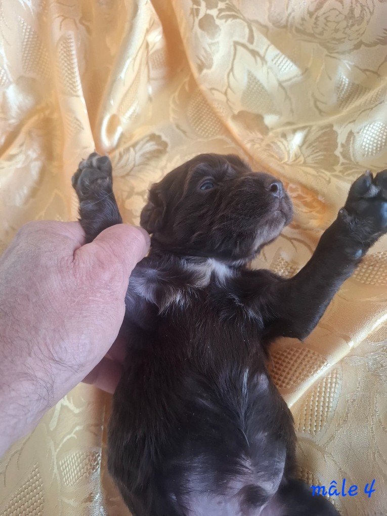 Chiot N°4