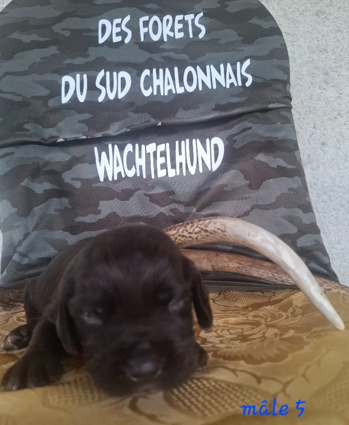 Chiot N°5